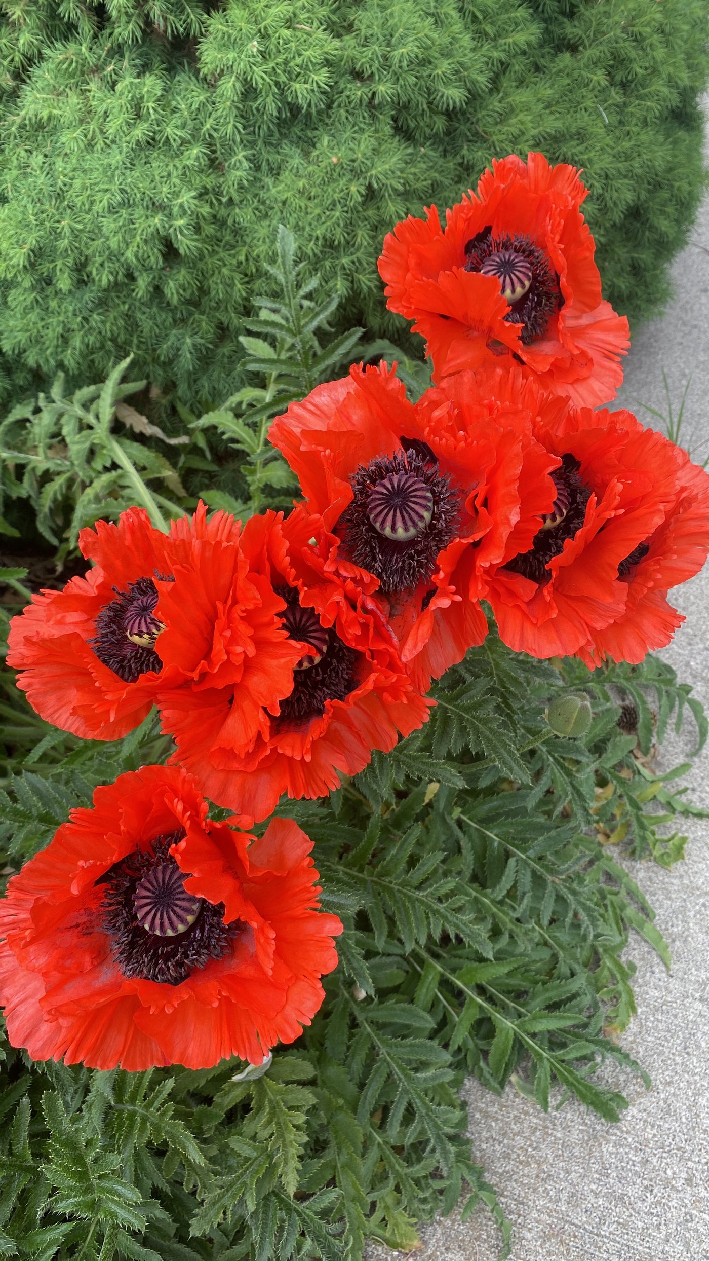 Bright orange poppies blooming in a Toronto garden - book a garden visit